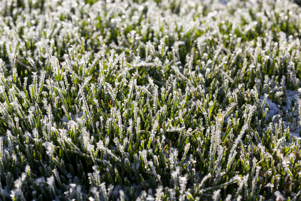 Frosty Turf